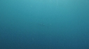 REQUIN MAKO