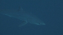 REQUIN MAKO