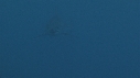 REQUIN MAKO