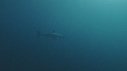 REQUIN MAKO