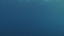 REQUIN MAKO
