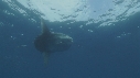 MOLA MOLA, POISSONS