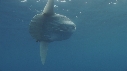 MOLA MOLA, POISSONS