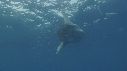 MOLA MOLA, POISSONS