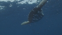 MOLA MOLA, POISSONS