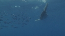 MOLA MOLA, POISSONS