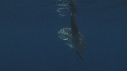 MOLA MOLA, POISSONS