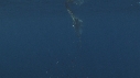 MOLA MOLA, POISSONS