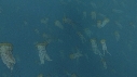 MEDUSES SEA NETTLE