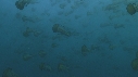 MEDUSES SEA NETTLE