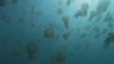MEDUSES SEA NETTLE