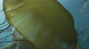 MEDUSES SEA NETTLE