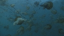 MEDUSES, PLONGEUR