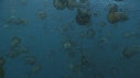 MEDUSES, PLONGEUR