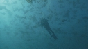 MEDUSES, PLONGEUR