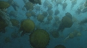MEDUSES SEA NETTLE