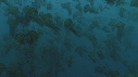 MEDUSES SEA NETTLE