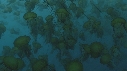 MEDUSES SEA NETTLE