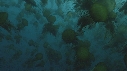 MEDUSES SEA NETTLE