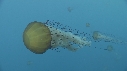 MEDUSES SEA NETTLE