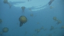 MEDUSES SEA NETTLE