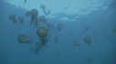 MEDUSES SEA NETTLE