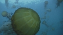 MEDUSES SEA NETTLE