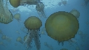 MEDUSES SEA NETTLE