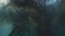 PLONGEURS, KELP