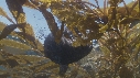 LOUTRE