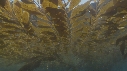 KELP