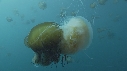 MEDUSE, JELLYFISH