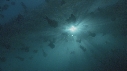 MEDUSE, KELP