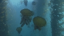 MEDUSE, KELP