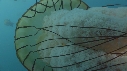 MEDUSE, KELP