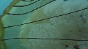 MEDUSE, KELP