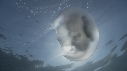 MEDUSE MOON
