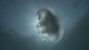 MEDUSE MOON, KELP