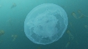 MEDUSE MOON, MEDUSE SEA NETTLE