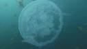 MEDUSE MOON, MEDUSE SEA NETTLE
