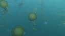 MEDUSE MOON, MEDUSE SEA NETTLE