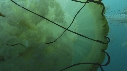 MEDUSES SEA NETTLE
