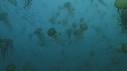 MEDUSES SEA NETTLE