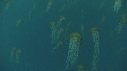 MEDUSES SEA NETTLE