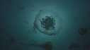MEDUSE MOON, MEDUSE SEA NETTLE