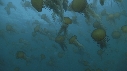 MEDUSES SEA NETTLE
