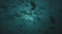 MEDUSES SEA NETTLE