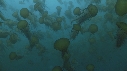 MEDUSES SEA NETTLE