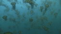 MEDUSES SEA NETTLE