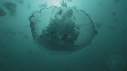 MEDUSE MOON, MEDUSE SEA NETTLE